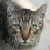 :iconphatcatSA:
