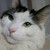 :iconphatkitty: