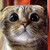 :iconpheanor: