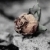 :iconphedrion: