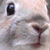 :iconphelixas: