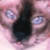:iconphenyline: