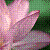 :iconpheonixlotus:
