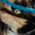 :iconpherrix: