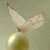 :iconphili: