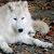 :iconphiloup13: