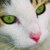 :iconphispa-oz: