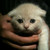 :iconphk-land: