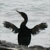 :iconphoenix-feather: