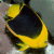 :iconphoenix1981: