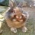:iconphoenix2qt: