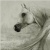 :iconPhoenix35: