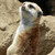:iconphoenixascension:
