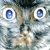 :iconphoenixash007: