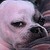 :iconphoenixc4: