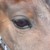 :iconphoenixfirewolf: