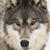 :iconphoenixintwilight: