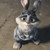 :iconphoenixsguardians: