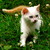:iconphoenixtail01: