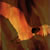 :iconphoenixwings1337: