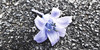 :iconphoto-appreciation: