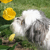 :iconPhoto-Bunny: