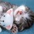 :iconphoto-love973: