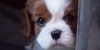 :iconphoto-paradise: