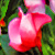 :iconphotoadjust: