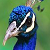 :iconphotoeffects: