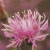 :iconphotofanclub: