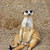 :iconphotogoose: