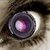 :iconphotograficzna: