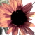 :iconphotographer13: