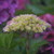 :iconphotographerminx: