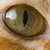:iconphotogrartist: