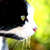 :iconphotogriff: