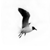:iconphotoguy777: