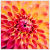 :iconphotoist: