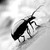 :iconphotolollo: