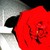 :iconphotolover1204: