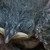 :iconphotomango: