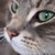 :iconphotophilippa: