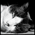:iconphotosbyfredo: