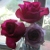 :iconphotosbypegs:
