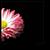 :iconphotosgirl: