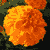 :iconphotoshark: