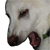 :iconphotoweasels: