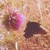 :iconphychadellic-prophet: