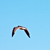 :iconphyra: